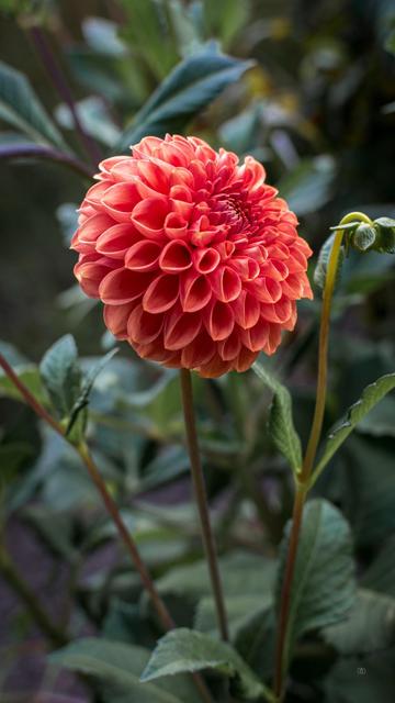 👁️ A bright red-orange dahlia blossom
📍 Dr. Max Fraenkel Country Garden, Berlin-Kladow
📅 3 Oct 2025
📸 Nikon D5600
⚪️ Nikkor DX 35 mm ƒ1.8G
🎞️ ISO 100, ƒ4.5, -0.3 ev, 1/100