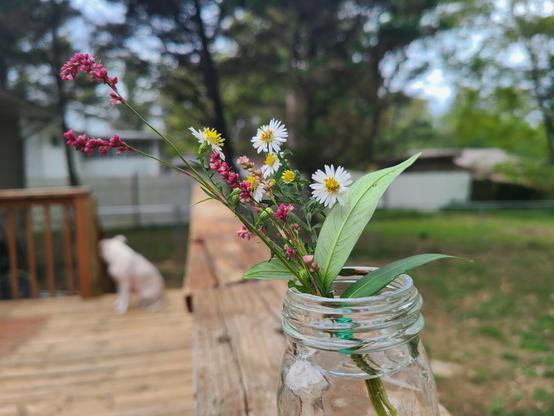 A small bouquet of pink, white, and yellow wildflowers sits in a clear glass jar on a weathered wooden deck railing, with a blurred white dog and green trees in the background.