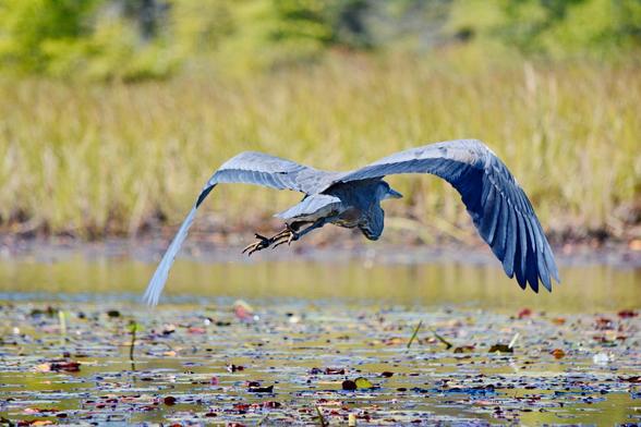 Great blue heron