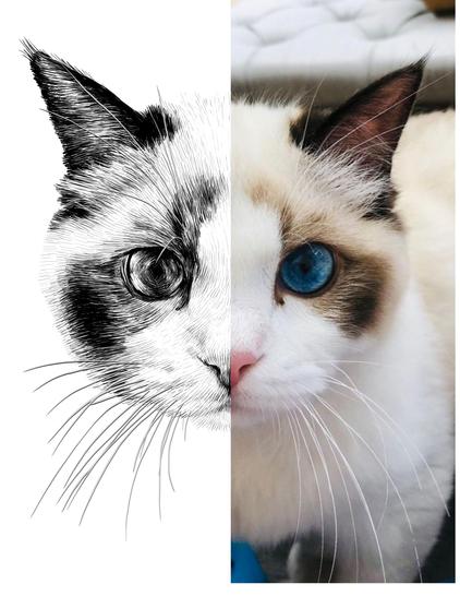 Black and white drawing of a ragdoll cat named Benjamin Button, with the right half of the image being the reference.