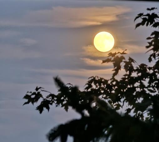 Bright, yellow moon risen above the ground but within the tree line surrounded by smoky looking horizontal clouds. In the foreground,  there are dark shadowed silhouettes of a leafy tree.