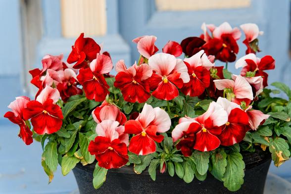 Roughly 30 flowers that look like two crossed bowties with blood red on the bottom and light pino pn the topes growing out of green foliage in a box on the porch of a house with blue trim and yellow light shining through windows