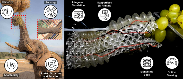 Left 1/4 is a portrait of a small elephant showing it using a trunk on something above it,  the right 3/4 shows a robot arm similar to the elephant trunk eating grapes