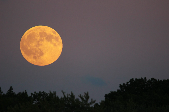 Photograph of a yellow full moon over a treeline in a dark lavender sky. 