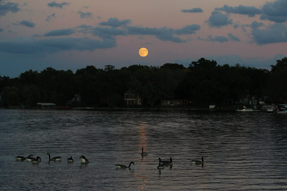 Photograph of a yellow full moon in a dark lavender sky with a lake and Canada geese in the foreground.