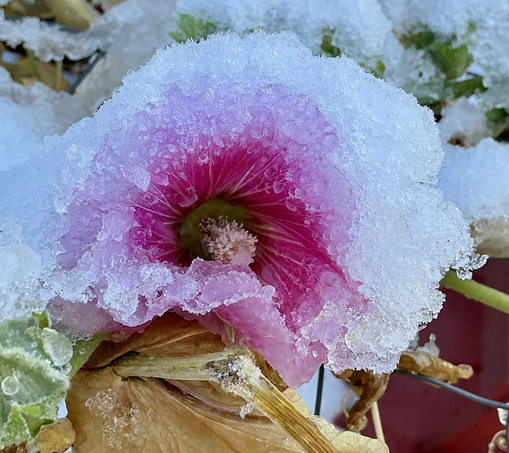A photo I took yesterday in my garden of a snow encrusted hollyhock flower.