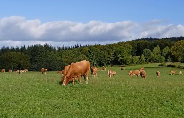 View of a grassy field with a herd of red brown cows grazing. The nearest (centre) is a bull. Large trees and a pine forest mark the edge of the field, hills rising behind.