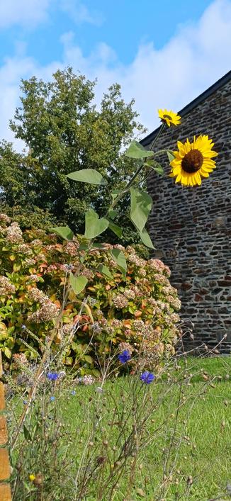 Tournesol