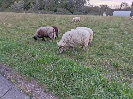 Einige Schafe in verschiedenen Farben mit und ohne Hörner beweiden eine Wiese. Die Weide ist mit einem vierdrähtigen Elektrozaun umspannt. Davor verläuft ein asphaltierter Weg. Im Hintergrund sind Bäume zu sehen.