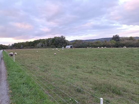 Eine Schafherde beweidet eine Wiese. Die Weide ist mit einem vierdrähtigen Elektrozaun umspannt. Davor verläuft ein asphaltierter Weg. Im Hintergrund sind Bäume und ein Berg zu sehen.