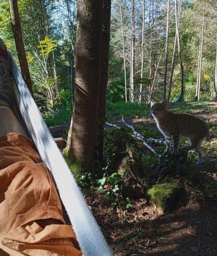 A tabby cat lurks by a tree and hesitantly observes the hammock (foreground left)  where a person is lying. He wants in, but isn't sure. Small spindly pine trees dot the hilltop.