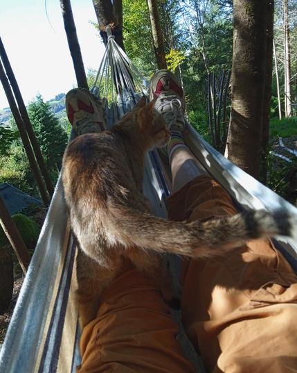 Cat is still awkwardly turning. He is facing away, with his long striped tail curves across the foreground, while he looks right. He is trying to sit on my bruised knee which is uncomfortable for both of us.