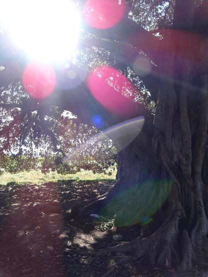 Der breite Stamm des Ficus ist rechts zu sehen und die ausladenden Äste mit den dichten Blättern lassen nur ein paar bunte Sonnenreflektionen durch in rosa und blau.
