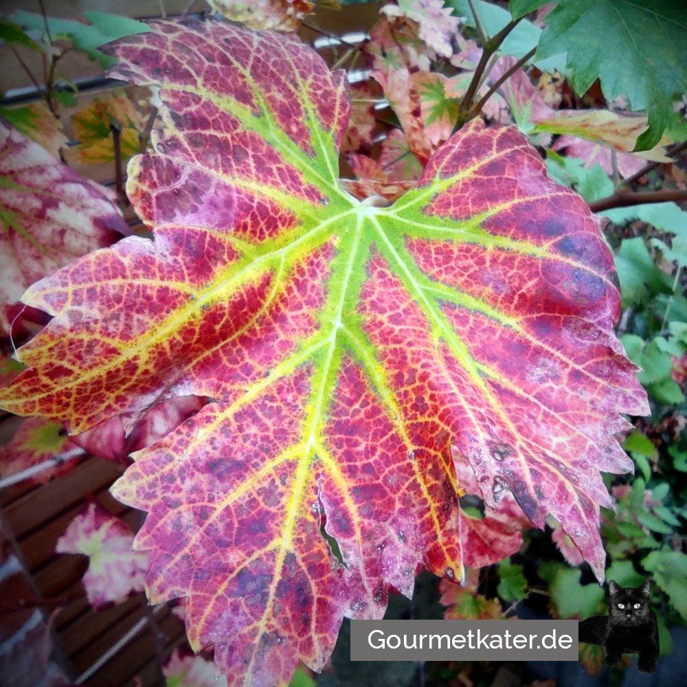 Herbstfärbung