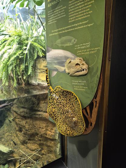 #Riverstingrays or freshwater stingrays are Neotropical freshwater fishes of the family Potamotrygonidae in the order Myliobatiformes, one of the four orders of batoids, cartilaginous fishes related to sharks. They are found in rivers in tropical and subtropical South America (freshwater stingrays in Africa, Asia and Australia