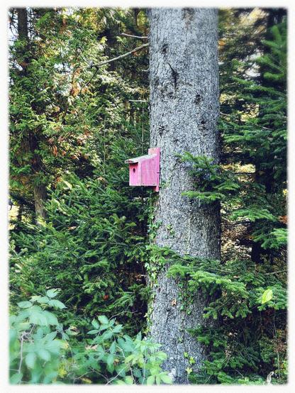 A wooden bird house painted pink (once bright, now faded) juts from the sturdy limbless trunk of an aged spruce. Ivy has begun to climb from below. Younger trees and brambles jostle for a share of the light.