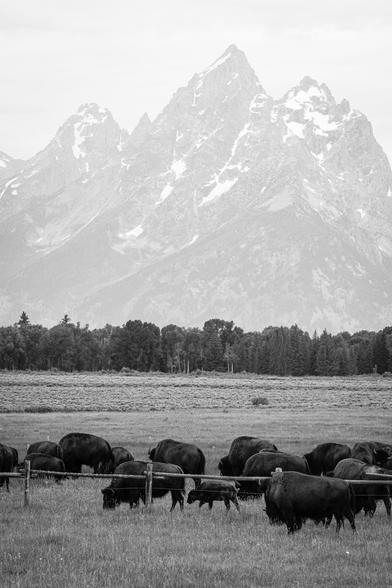 A herd of bison grazing near a fence at Elk Ranch Flats. In the background, Grand Teton and neighboring peaks.