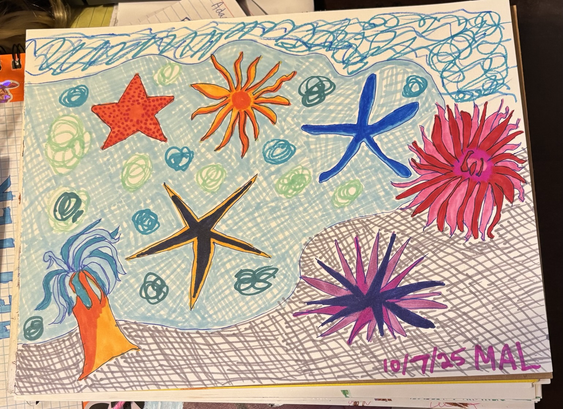 Sketch of 4 starfish, 2 anemones and a sea urchin