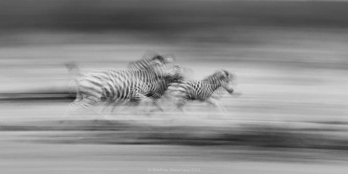 An adult and adolescent zebra run across a field. The slow shutter of the camera causes the panning motion to blur creating stripes of black and white from left to right across the image, and the motion of the zebras becomes blurred as they shift throughout the exposure, leaving trails of their movement captured in the image.