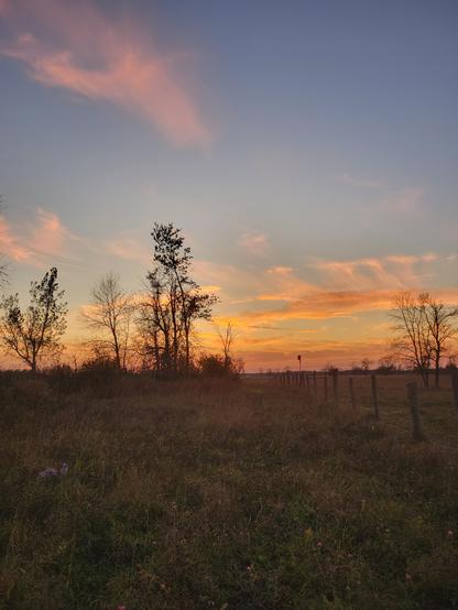 Evening sky showing high cirrus cloud coloured a salmon pink by the sun which has set in the west. Trees and a fence line are silhouetted in the foreground.