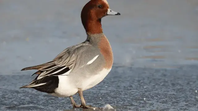 Canard siffleur