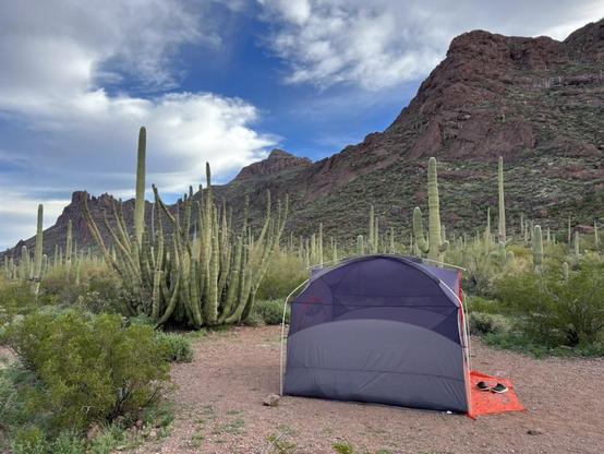 Tent in the Sonoran Desert, not far from an organ pipe cactus and otherwise surrounded by a gorgeous desert landscape
