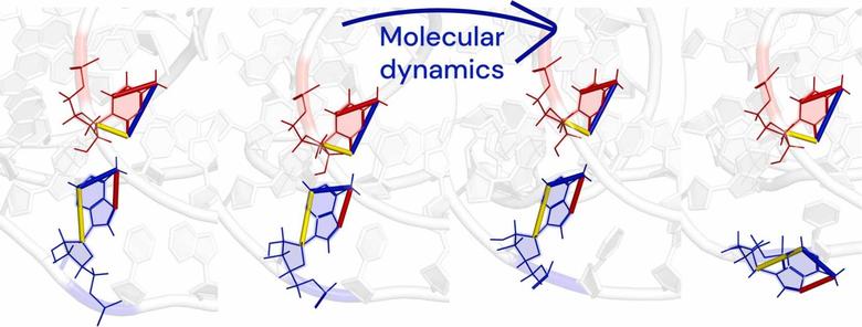 When does molecular dynamics improve RNA models? Insights from CASP15 and practical guidelines. Computational and Structural Biotechnology Journal, DOI: https://doi.org/10.1016/j.csbj.2025.10.003
