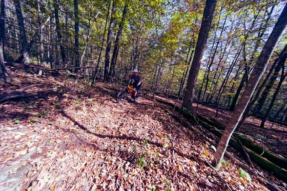 Bicyclist on an orange bike looks small compare to the big woods