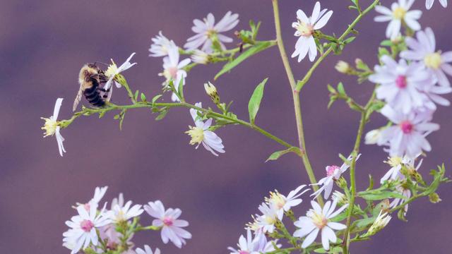 Wide (as opposed to tall) photo of white asters with just a little purple shade some with reddish discs, some with yellow disks filling the lower right of the frame with the bug crawling on one of the yellow ones.
