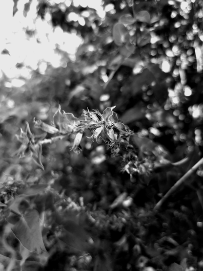 Black and white, close-up photograph featuring a dry flower in a blurred background of foliage. The flower is in focus, revealing intricate details of its structure, with petals curving and edges fringed with texture. The soft lighting and shallow depth of field create a bokeh effect around the flower, highlighting its form.