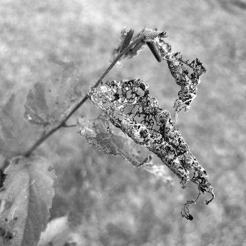 Black and white close-up photo of a decaying leaf with a heavily detailed, lace-like structure against a blurry background. The leaf hangs from a thin stem, showing its intricate skeleton formed by the remaining veins.
