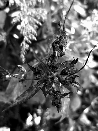 Black and white macro photograph of a plant's seed head, showing spiky, dried seed pods and leaves in sharp focus against a blurred background of foliage and dappled light.