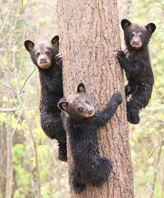 Three Adorable bear cubs up a tree in Autumn and they are looking at you!
