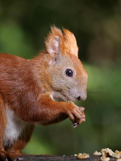 Profilaufnahme eines Eichhörnchens, dass gerade Walnusskerne futtert