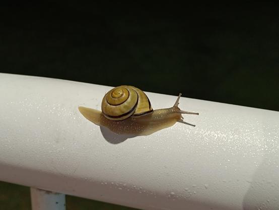 A close-up photograph taken at night showing a snail with a yellow and dark brown spiral shell slowly moving along a wet, white railing.