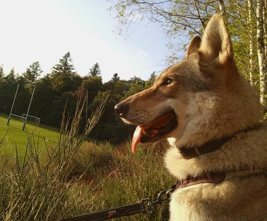 A dog in profile, looking left. Her mouth is open, tongue out smiling. Behind and below her is a rugby pitch, lit yellow by the evening sun.