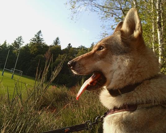 Same dog, her long pink tongue now sticking out diagonally downwards, mouth scrunched up ready to yawn.