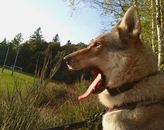 Dog mouth is open, lips forming a semicircle while the tongue tip is up like a spoon. Still not fully open. She can yawn WIDER..