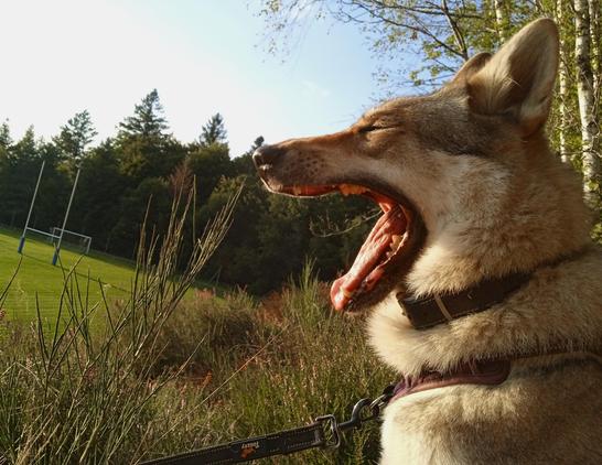 Full shark mode. Lips pulled back, teeth on display. Her eyes closed savouring the moment. Ears angled back. Tongue is back in her mouth, flat against her teeth. Everything is teeth.