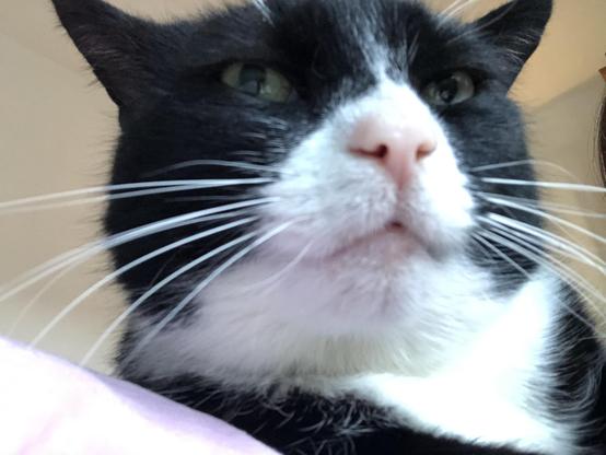 Selfie of a black-and-white cat