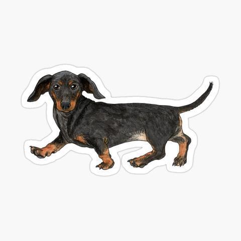 Sticker d'une illustration d'un teckel noir et feu.