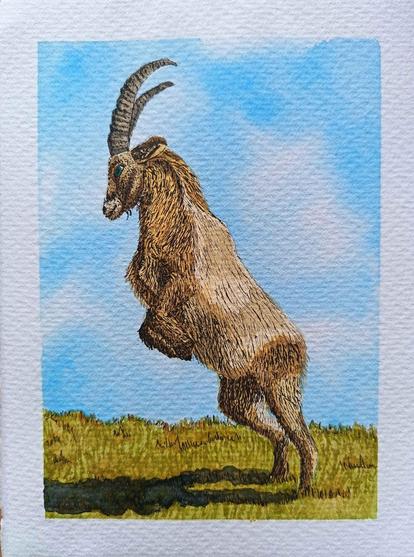 A watercolour image of an Ibex rearing on its hind legs to butt another Ibex (out of frame). It is standing on brown green grass against a blue sky with white clouds.