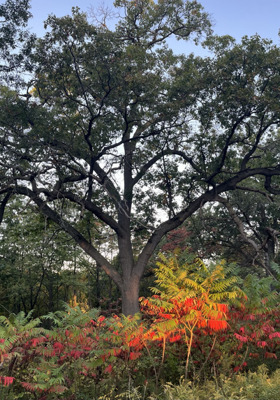 A splash of colour