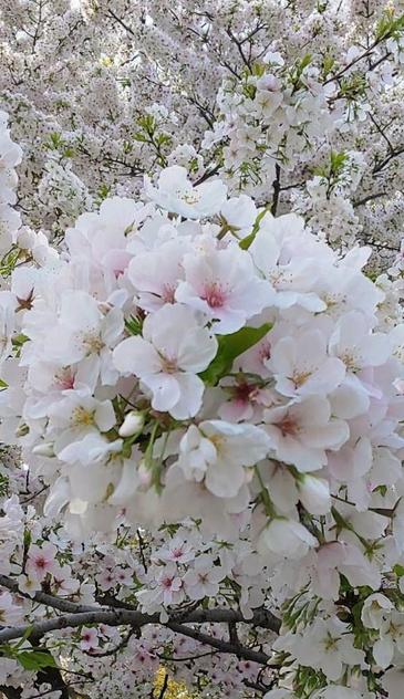Amagi Yoshino cherryblossoms