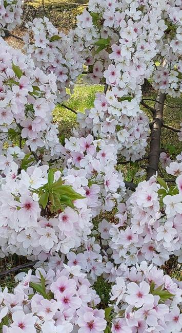 Amagi Yoshino cherryblossoms