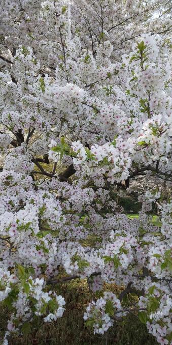 Amagi Yoshino cherryblossoms