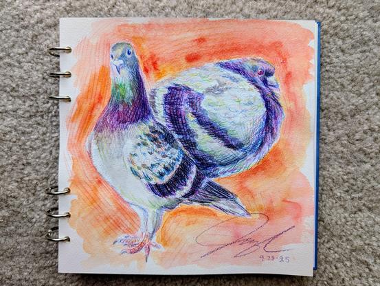 Photo of a colored pencil and watercolor painting in a sketchbook of two pigeons. The left one is standing tall and looking at the viewer. The right one is crouching in a borb shape and looking at the right. The artist's signature is at the bottom with the date 9-28- 25. The background is orange.