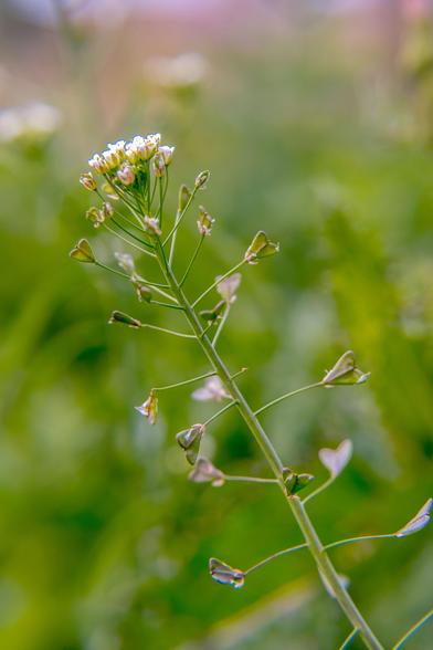 Bourse-à-pasteur
Capsella bursa-pastoris (L.) Medik. 