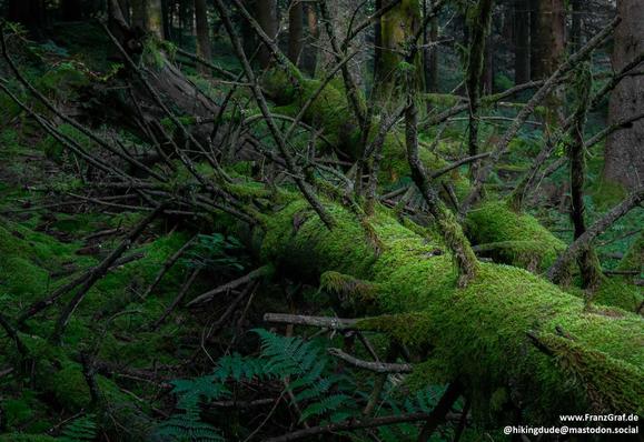 A fallen tree covered in lush green moss is depicted in this image. The tree trunk is lying on the forest floor, surrounded by a dark, natural backdrop. The moss gives the tree a vibrant and textured appearance, contrasting with the black background. This scene evokes a sense of tranquility and showcases the beauty of nature's resilience and regrowth. The image captures the essence of an old-growth forest, with an atmosphere of a woodland or jungle setting. The rich vegetation and tropical rain…