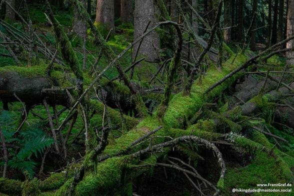 A stunning image of a fallen tree covered in lush green moss is depicted in this photograph. The tree, which appears to be located in a dense jungle or nature reserve, exudes a sense of age and tranquility. Surrounding the tree is a carpet of vibrant green grass, enhancing the natural beauty of the scene. The black background accentuates the vivid green colors of the moss, creating a striking contrast. This snapshot captures the essence of an old-growth forest, showcasing the resilience and bea…